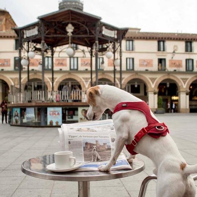 Pipper, primer perro turista