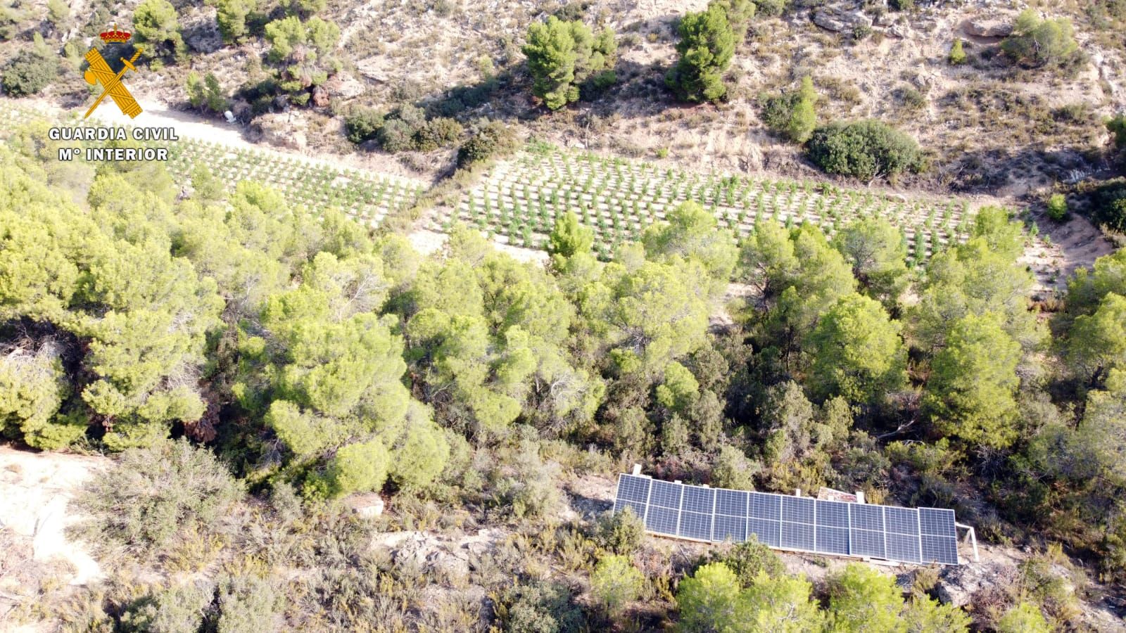 La Guardia Civil desmantela en Mequinenza una plantación al aire libre de marihuana