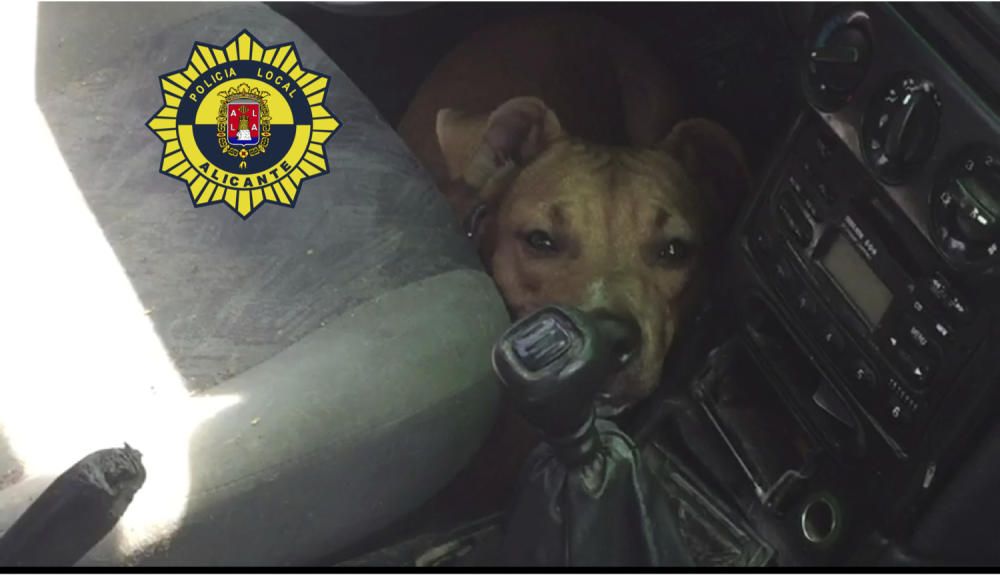 Rescatan en Alicante a un perro encerrado en un coche a más de 35 grados