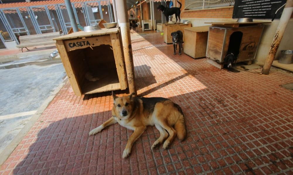 Instalaciones del refugio de animales de Benimàmet