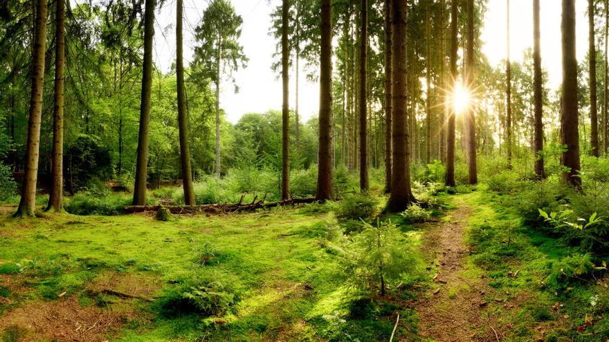 Los bosques sufren la deforestaciÃ³n.