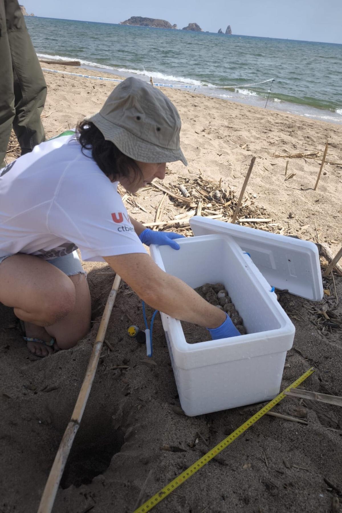 Els ous de tortuga careta localizats a l'Estartit i, al fons, les illes Medes