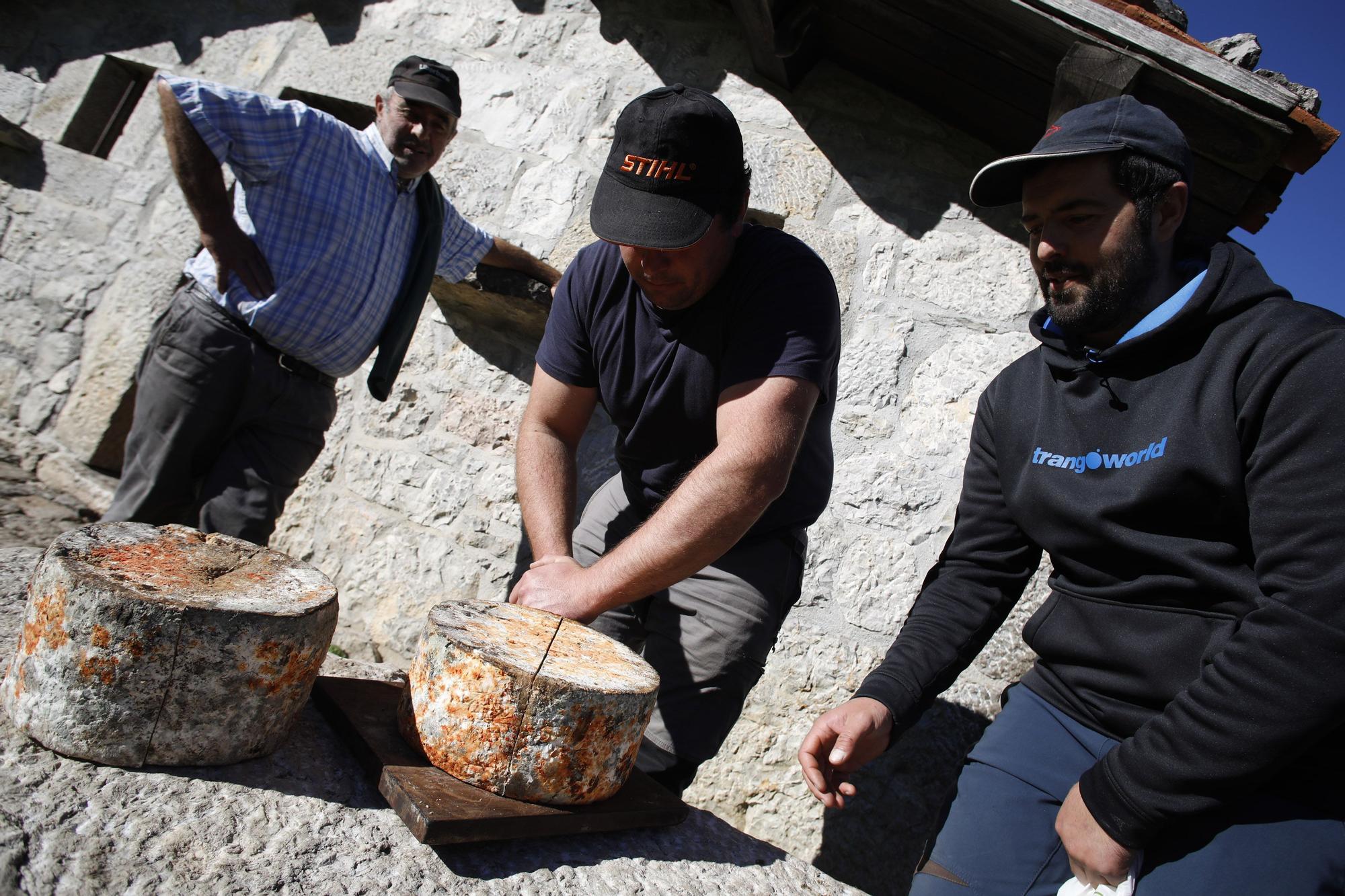 Así se elabora el gamonéu del Puertu: de la cueva a la mesa.