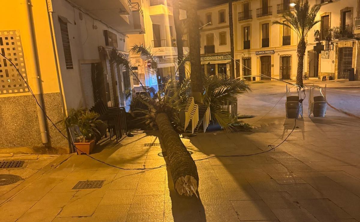 Palmera derribada por el vendaval en la Placeta del Convent de Xàbia