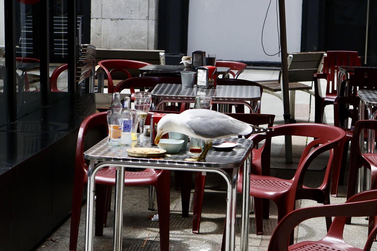 Una gaviota come los restos de un pincho en una terraza de Gijón.