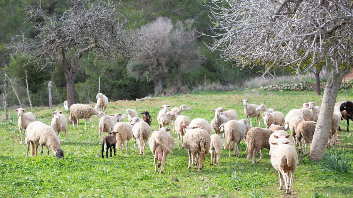El sector ovino está experimentando un fuerte declive en Eivissa.