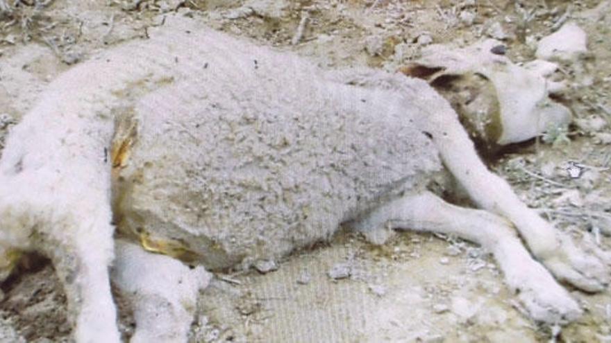 Cadáver de una oveja hallado en una finca a las afueras de Sineu tras el ataque de un perro.