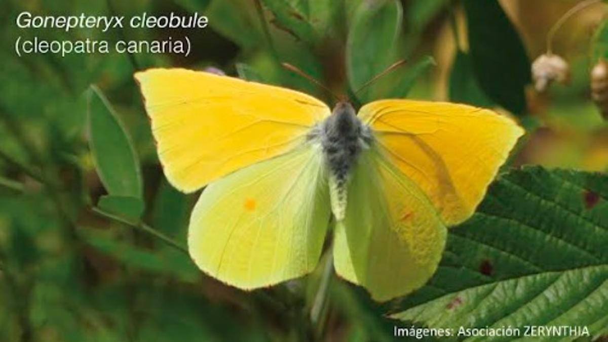 Fotografía de la mariposa Gonepteryx cleobule (cleopatra canaria).