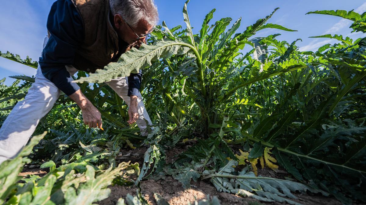 Jordi Ametller en un campo de alcachofas de Sant Boi de Llobregat de la empresa Ametller Origen, una de las beneficiarias del primer Perte agroalimentario.