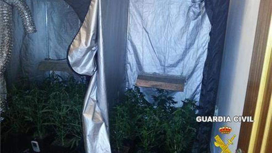 Desmantelada una plantación de marihuana en Aceuchal