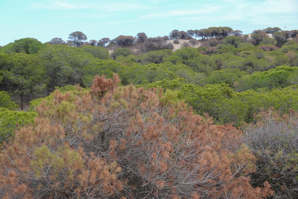 Pinada sobre las dunas con ejemplares muertos en 2023 y 2024 por la sequía en Guardamar del Segura