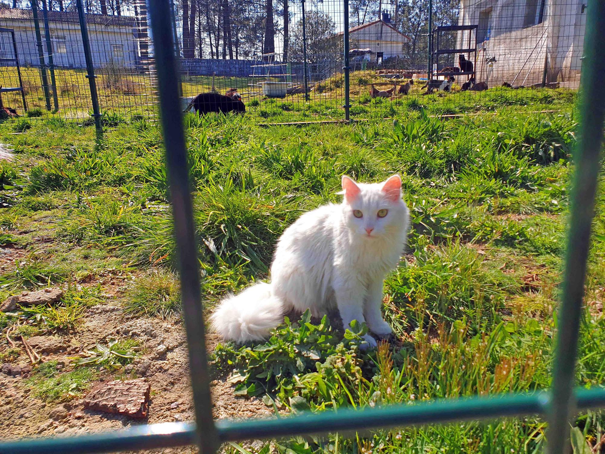 Refugio de Proyecto Gato