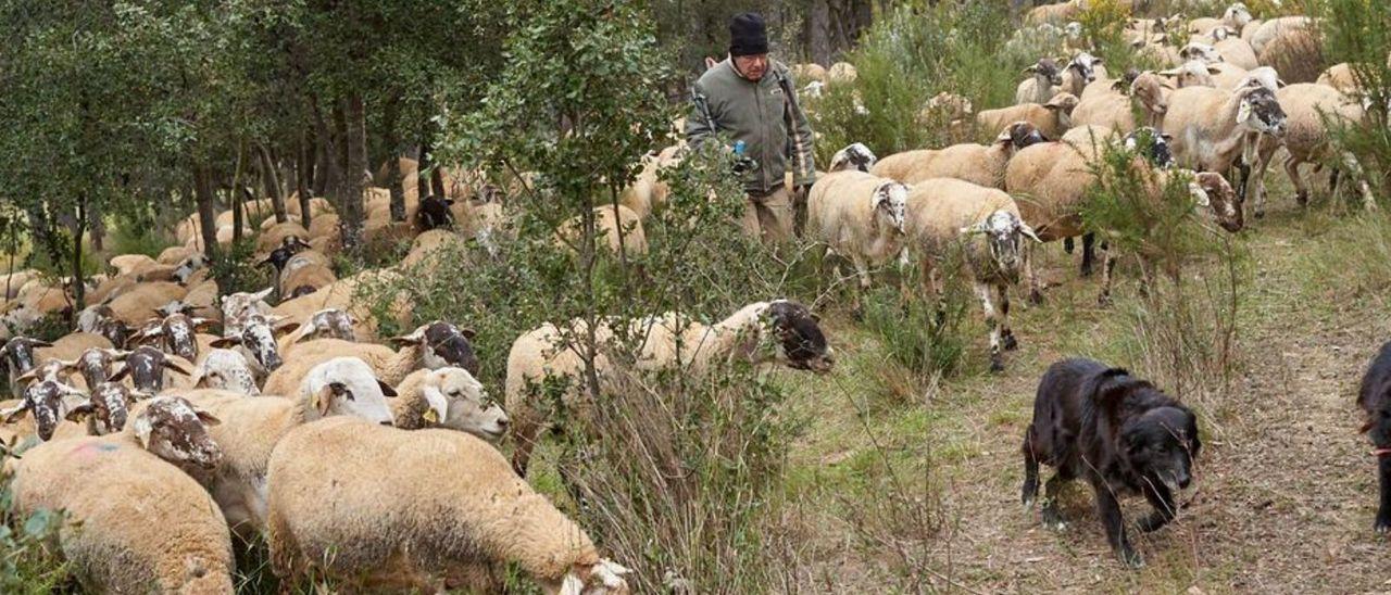 Una imatge d’un ramat pasturant