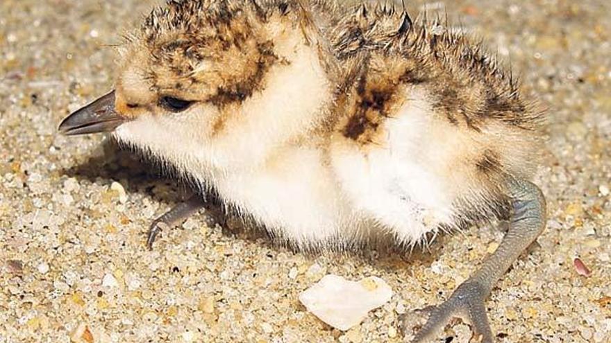 Una de las crías que nacieron en las dunas de Nerga.