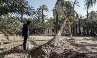 La Pipa de Sempere agoniza en el Palmeral de Elche