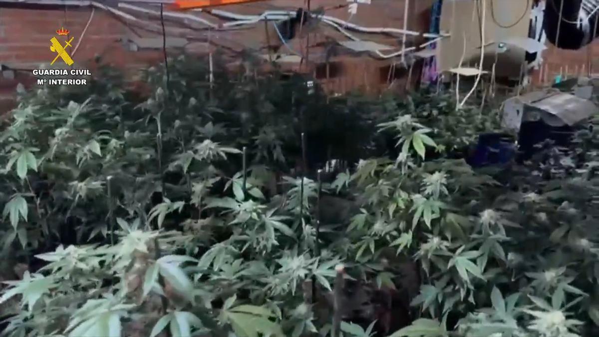 Vídeo | La Guardia Civil desmantela un cultivo interior de marihuana en Malpartida de Plasencia