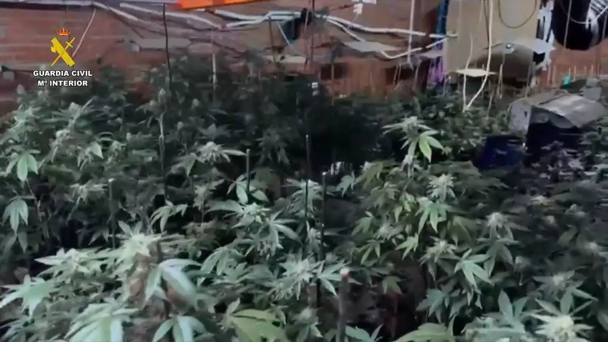 Detenida una pareja en Malpartida de Plasencia por cultivar 446 plantas de marihuana y por fraude eléctrico