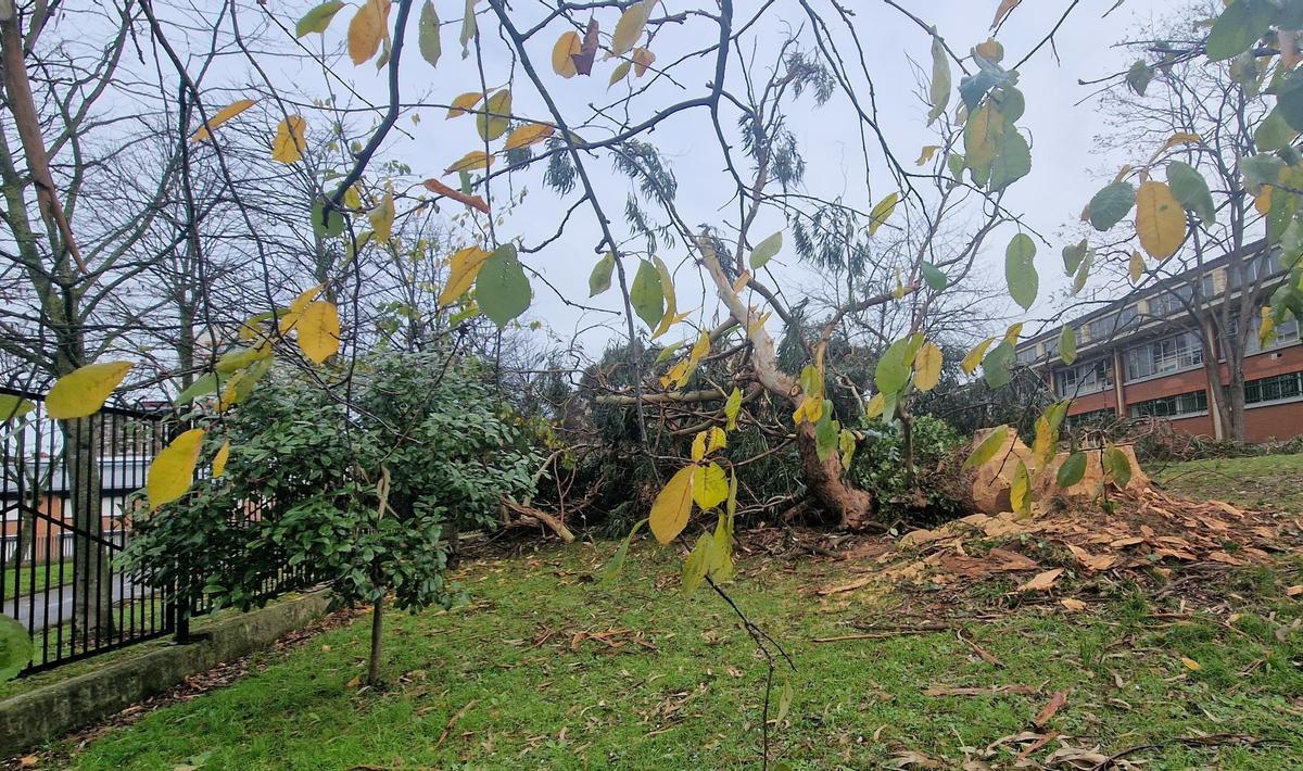 Árboles talados en el IES nº 1.