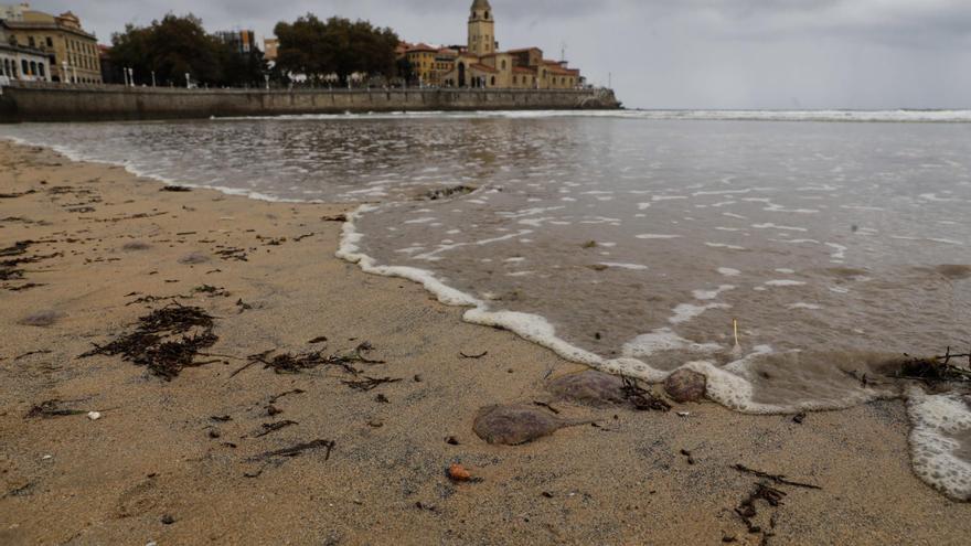 La corriente arrastra varias medusas muertas a San Lorenzo