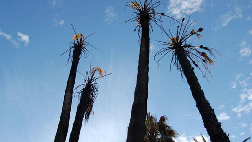 Las palmeras que ardieron el pasado 28 de diciembre en el Parque.