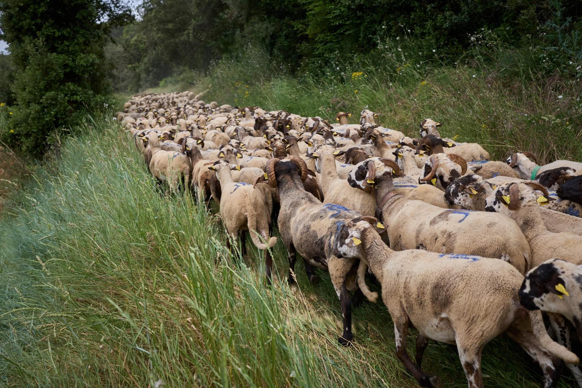 Les fotos de la transhumància del ramat d'ovelles d'Arnau Rubio a Crespià