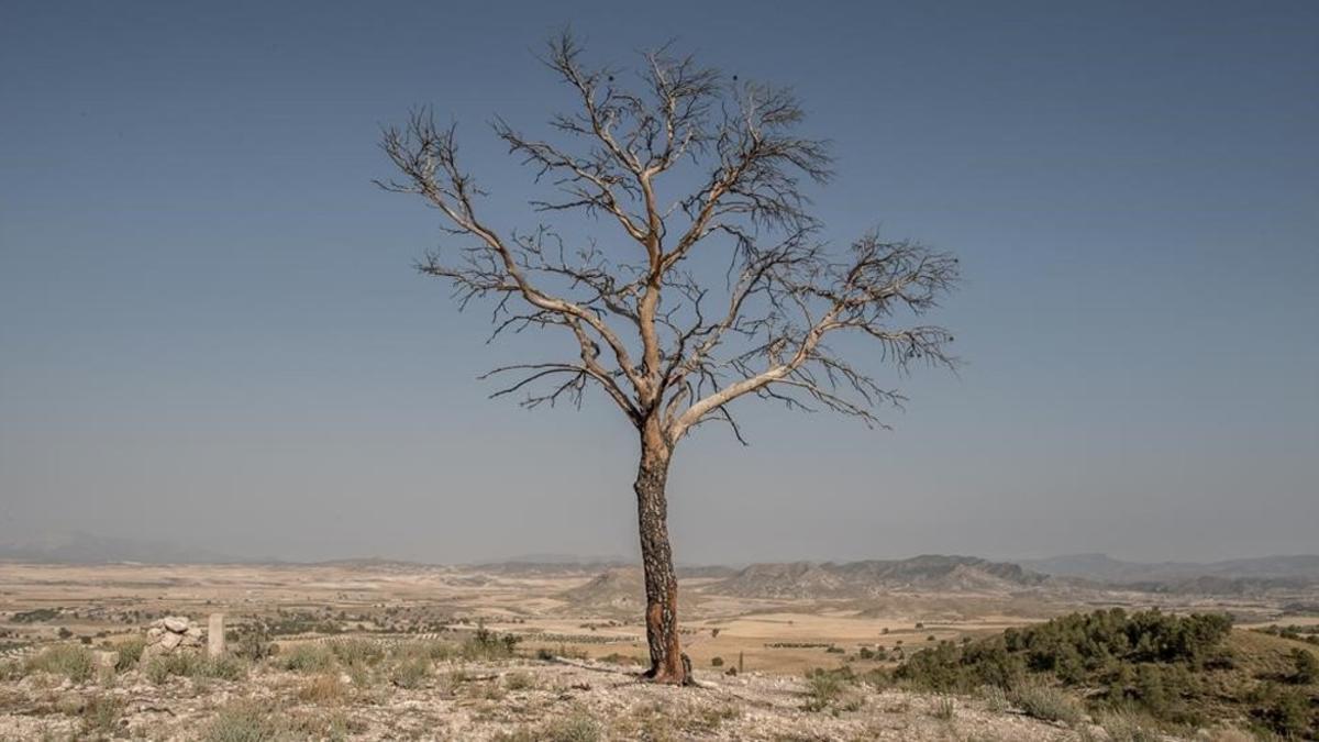 zentauroepp39759512 zarcilla de ramos  spain   july 28   a burned tree is seen o170902171205