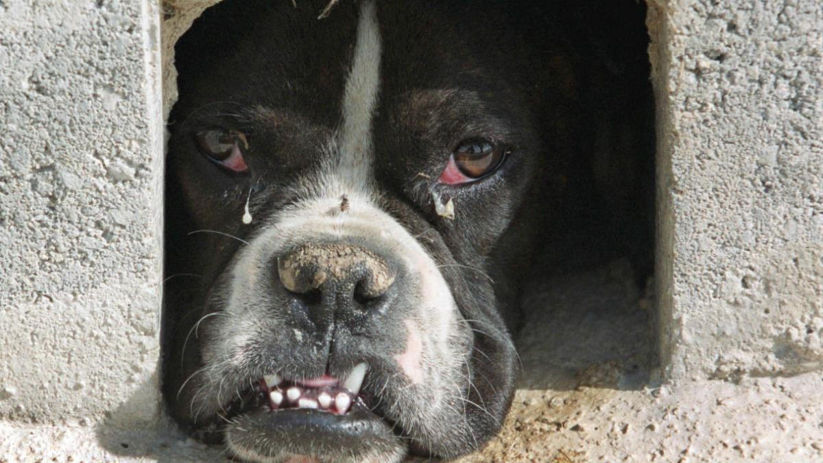 Un perro abandonado en Madrid en una imágen de archivo