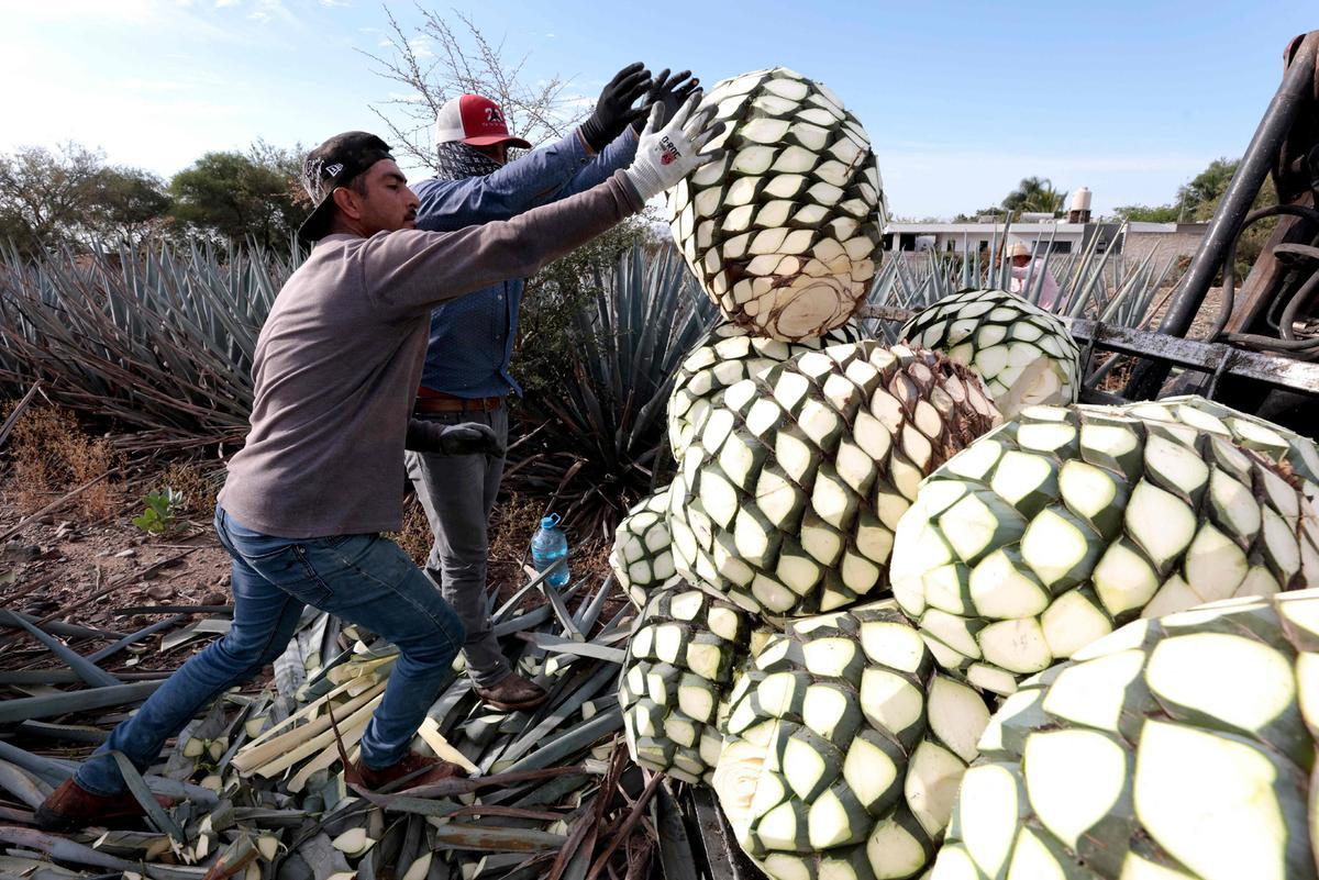 La ciudad de Tequila celebra en 2024 50 años de la Denominación de Origen del Tequila.