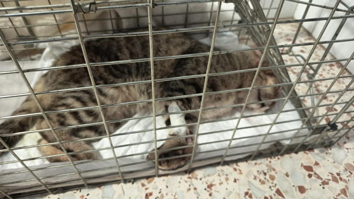 La gata en una jaula de la clínica.