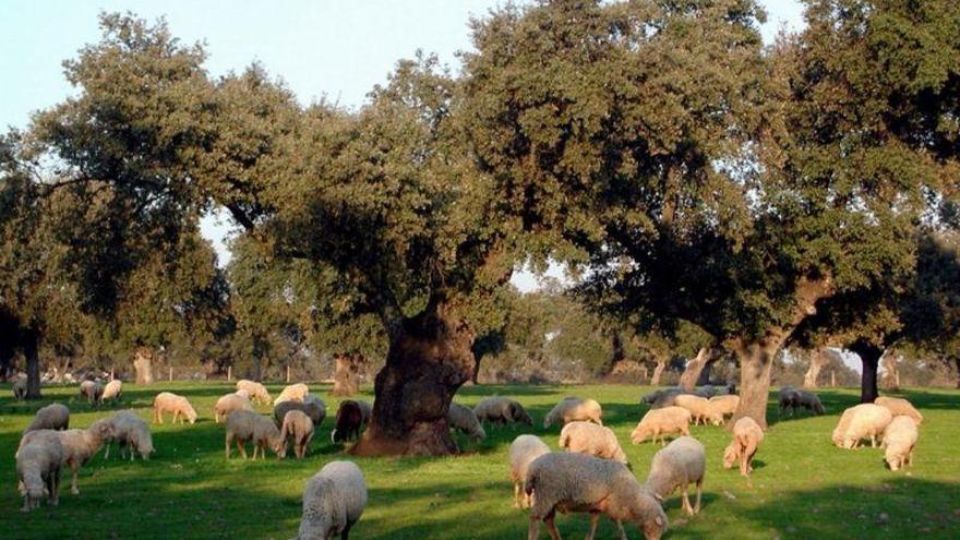 El Ayuntamiento de Coria repoblará la dehesa boyal con 1.182 plantas