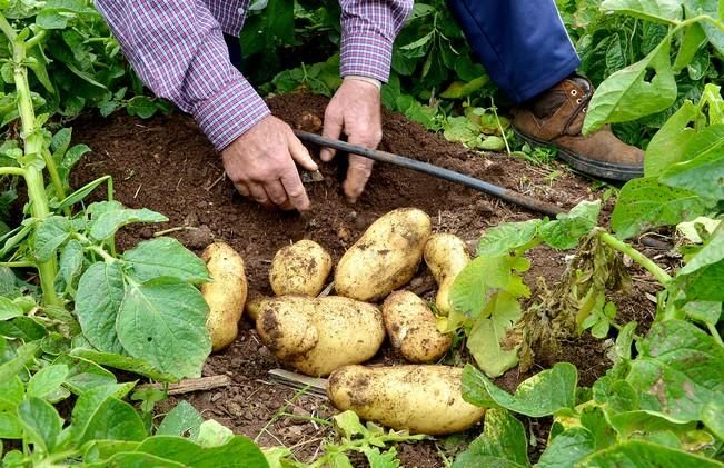 Pepe Guedes, agricultor orgánico