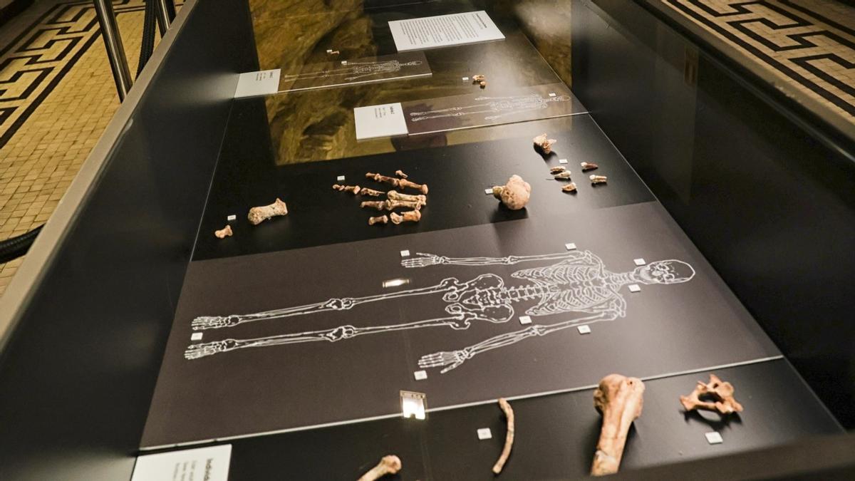 Vitrina en el MAC con los restos de neandertales hallados en la Cova Simanya.