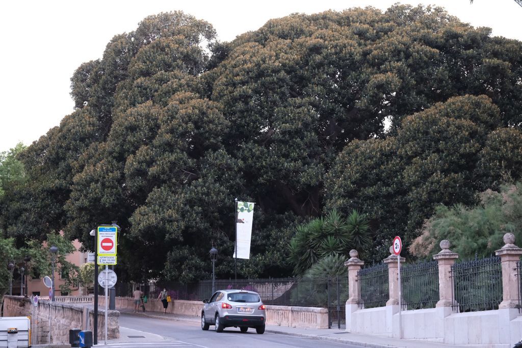 Cae una rama del emblemático ficus de la Misericòrdia