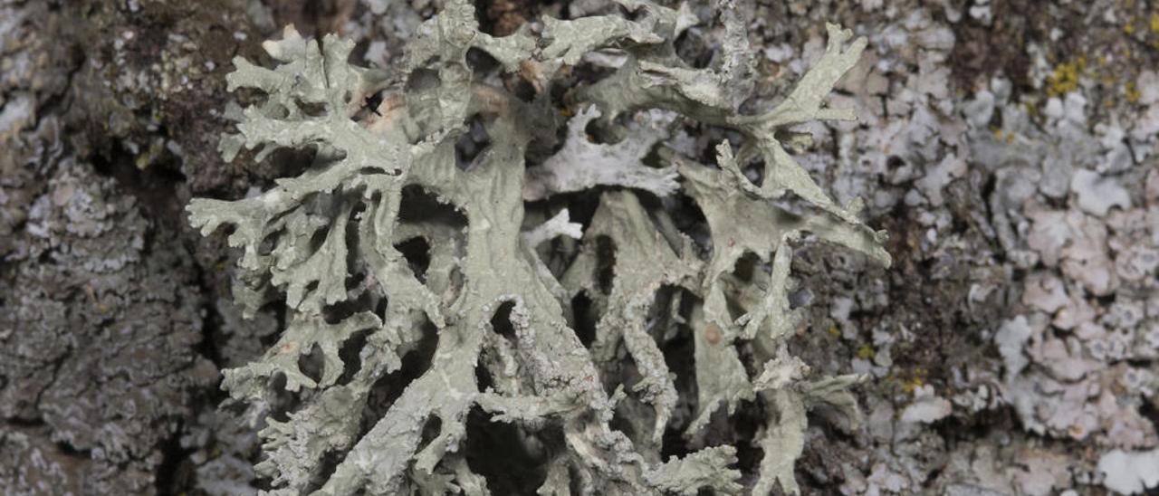 Evernia prunasti. // Autor: Sergio Pérez Ortega (RJB-CSIC). Liquencity