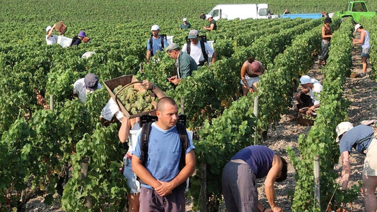 Vendimiadores en Burdeos.