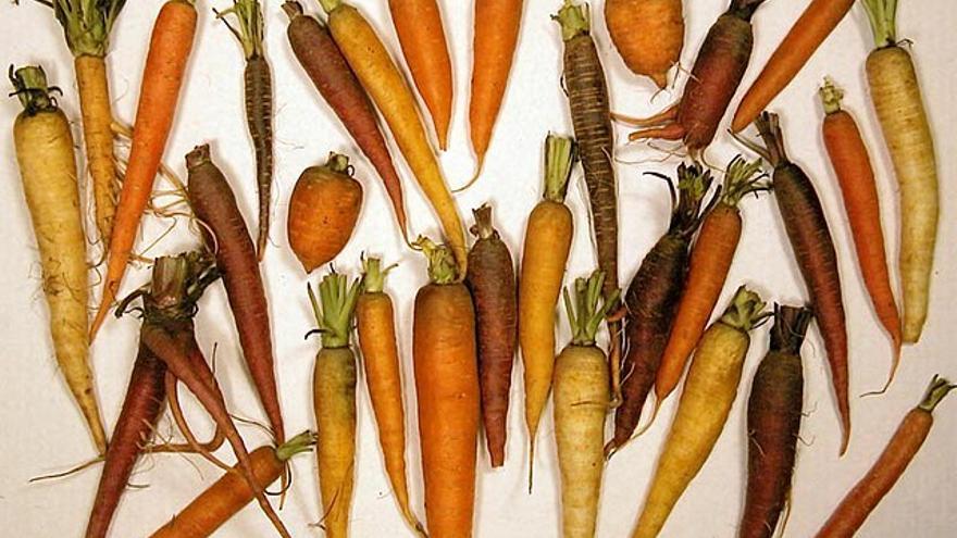 Raíces de zanahoria que muestran diversidad de tamaño y color