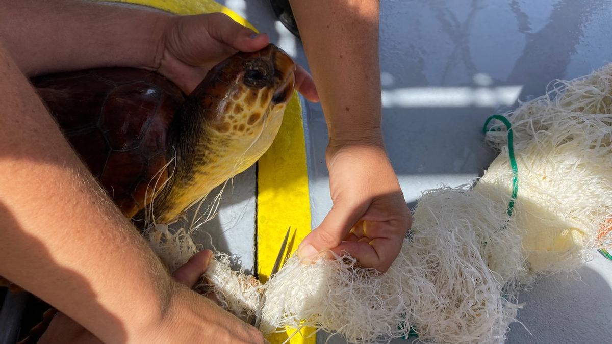 Tortuga enredada en una red de pesca hallada en una línea de basura en la ZEC en Teno-Rasca (Tenerife).