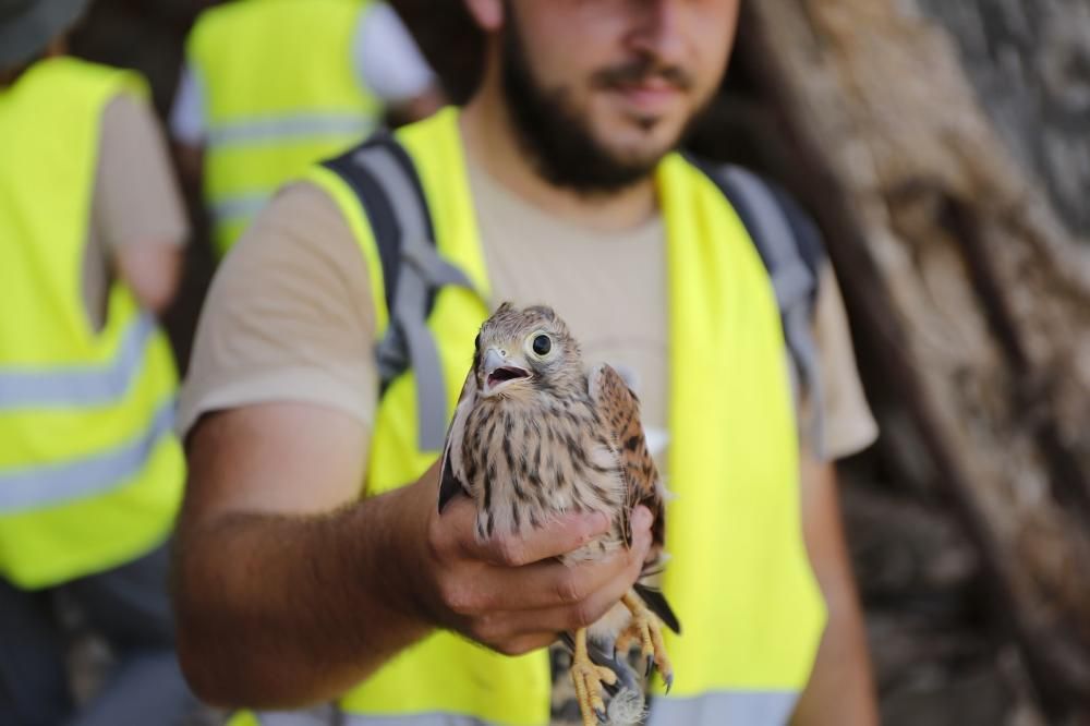 El Ayuntamiento de Torrevieja y la Conselleria de Medio Ambiente realizaron el anillamiento anual de la colonia de gaviotas establecida en el saladar de la laguna de Torrevieja con la ayuda de 30 volu