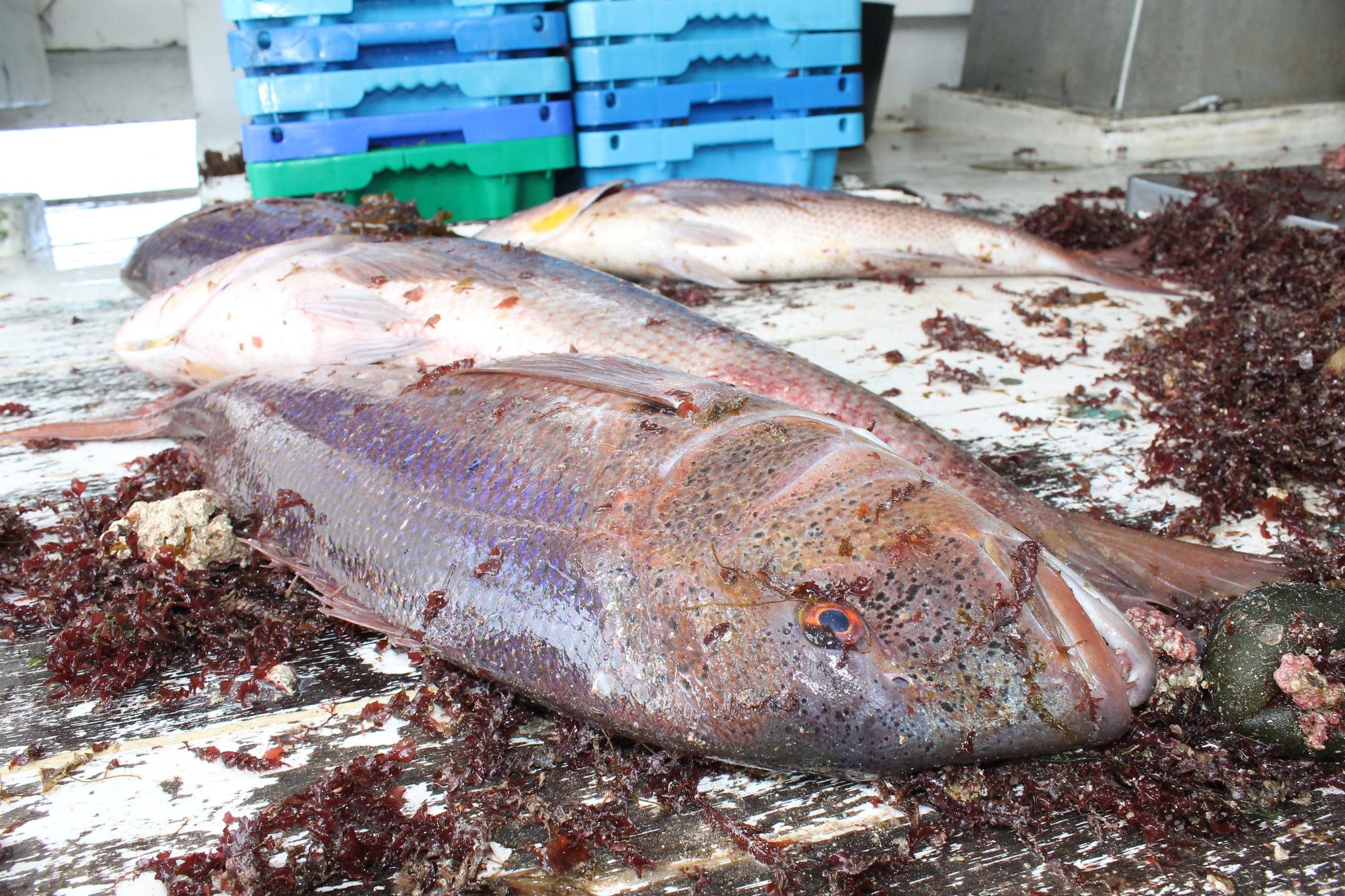 A bordo del ‘Charpat Segundo’, uno de los arrastreros convocados a la huelga contra la «criminalización» de la pesca y las medidas de la UE