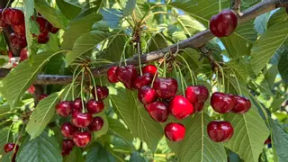 La DO Cereza del Jerte cierra una campaña “muy positiva”, tras varios años lastrada por el clima