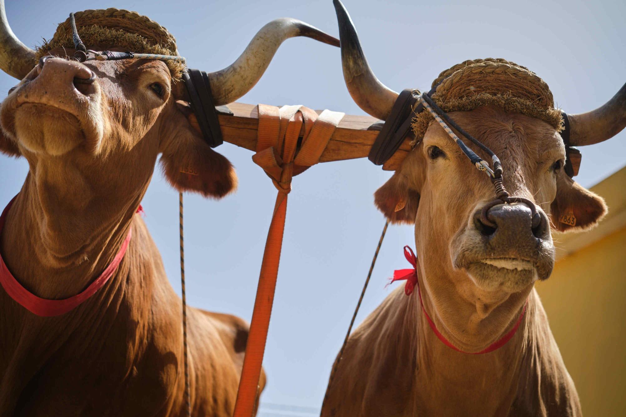 Feria de ganado en el Rosario