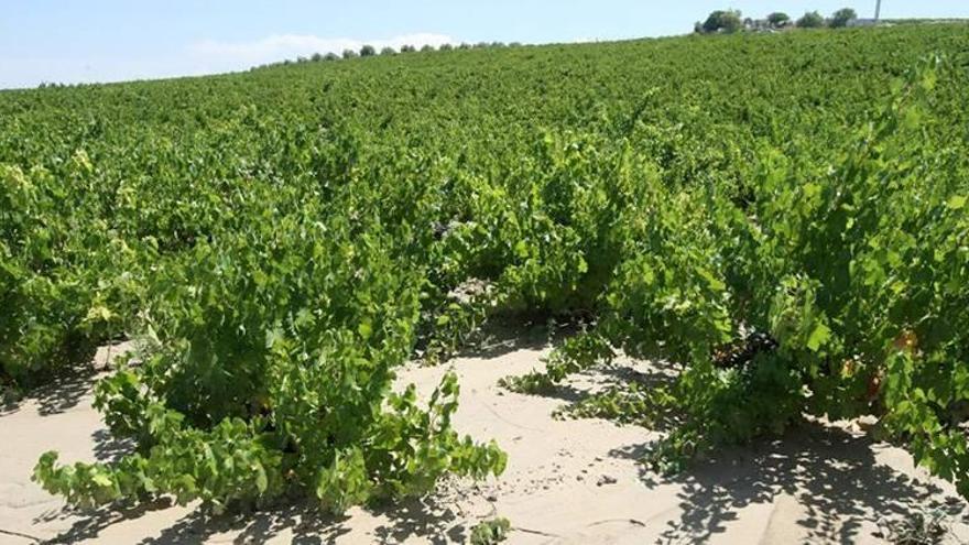 La madera de poda de la viña se puede usar para elaborar vino