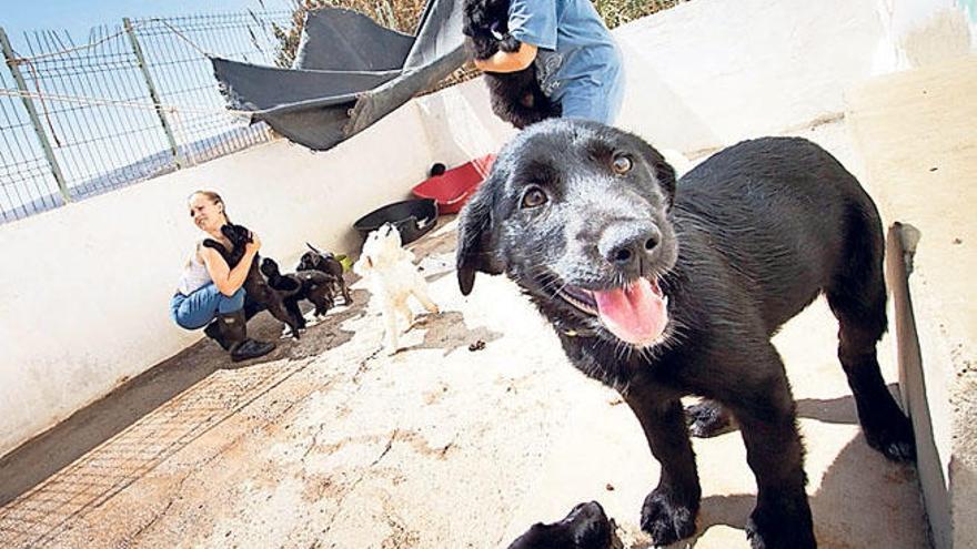 Imagen de un cachorro en un albergue de Fuerteventura.