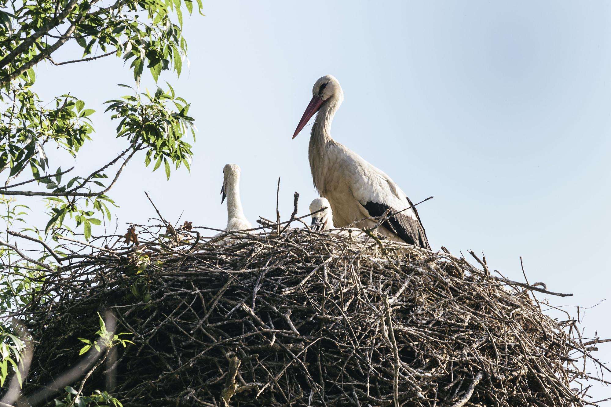 Territori rural de natura viva