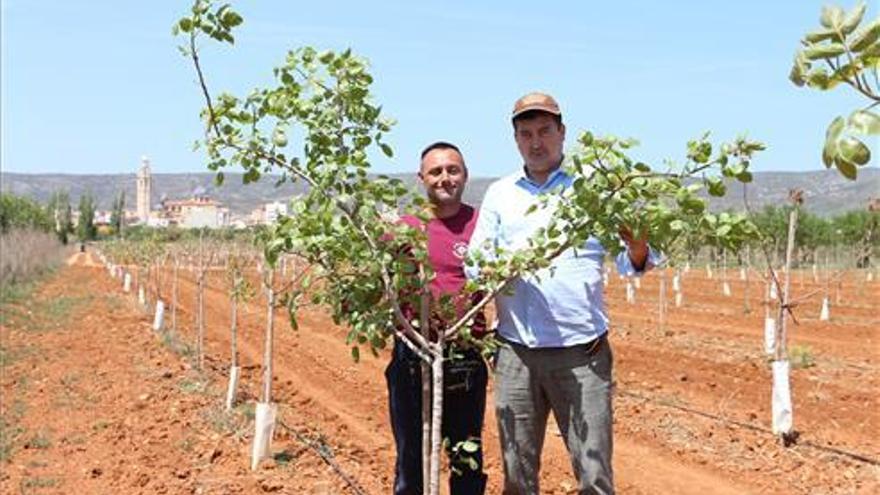 Un agricultor de Vila-real logra por primera vez producir pistachos en Castellón