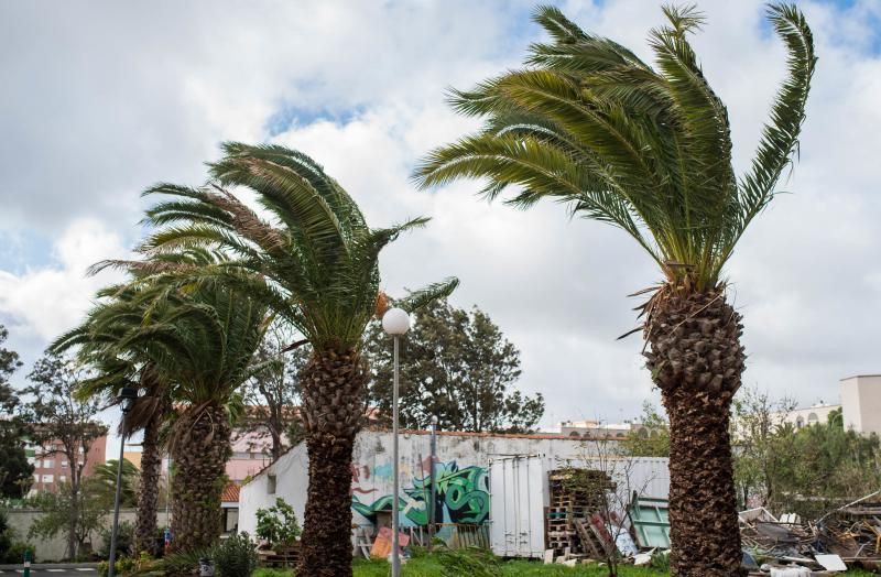 Palmeras agitadas por el vendaval