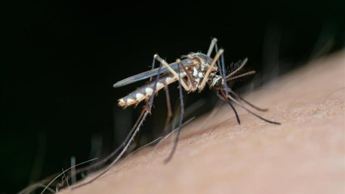 Mosquito