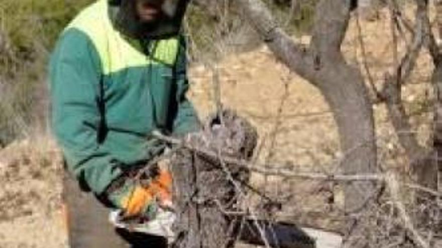 Campo afectado con Xylella.