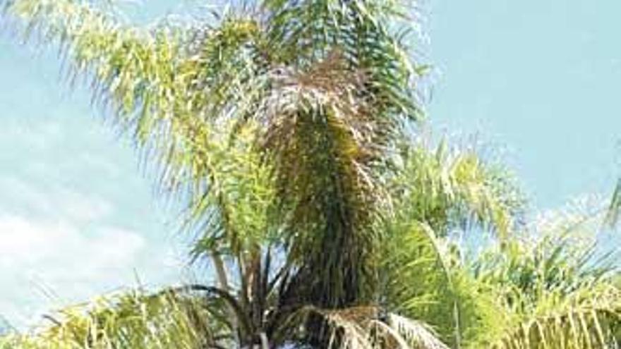 Calp trasplantará las palmeras de un jardín único en la península antes de atravesarlo con un vial