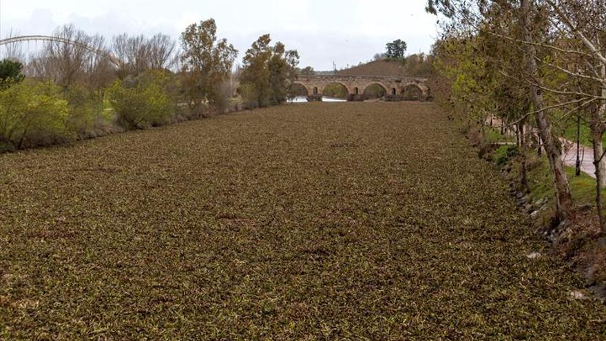 La subida del caudal revienta las barreras del camalote en Mérida